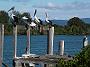 fish-coop-taree 023